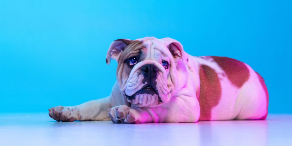 7 Reasons Why Your Dog Is Gaining Weight