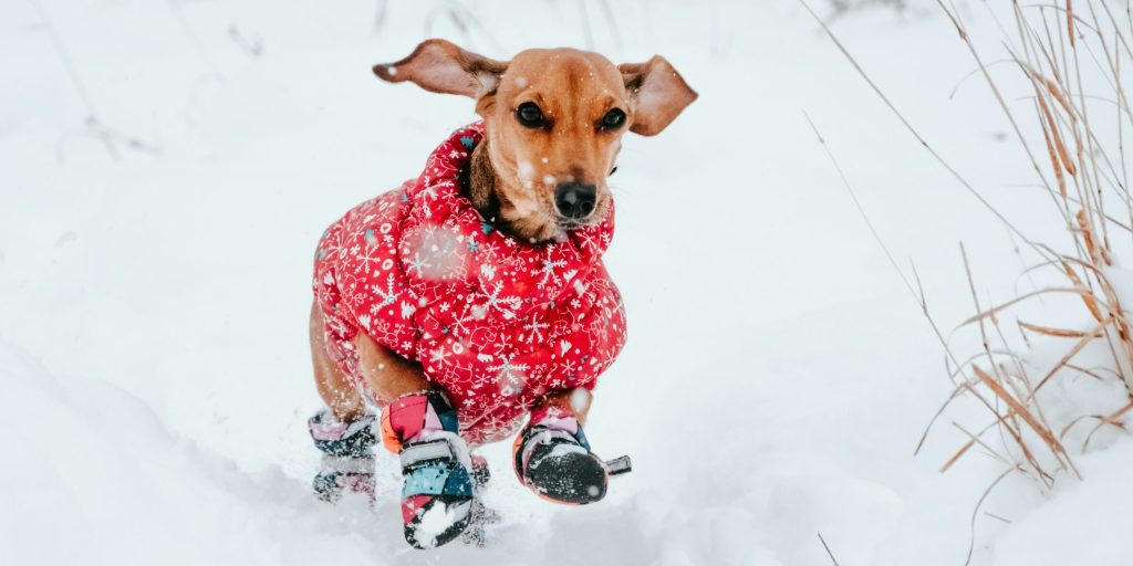 Keeping Your Dog Comfortable During Winter