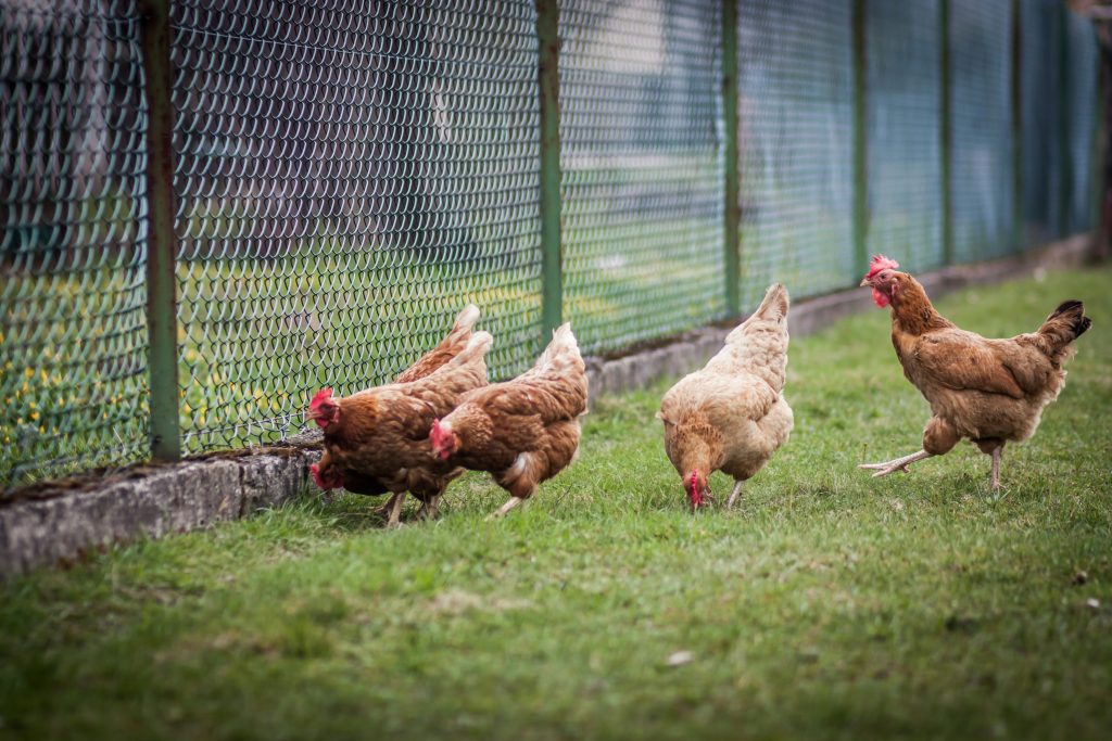Keeping chickens safe from predators and pests