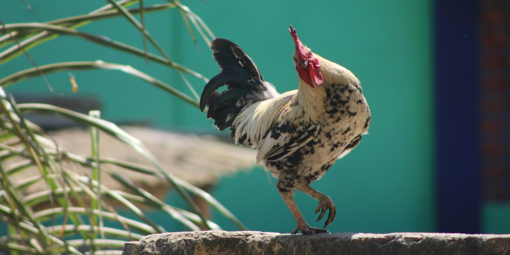Keeping chickens safe from predators and pests