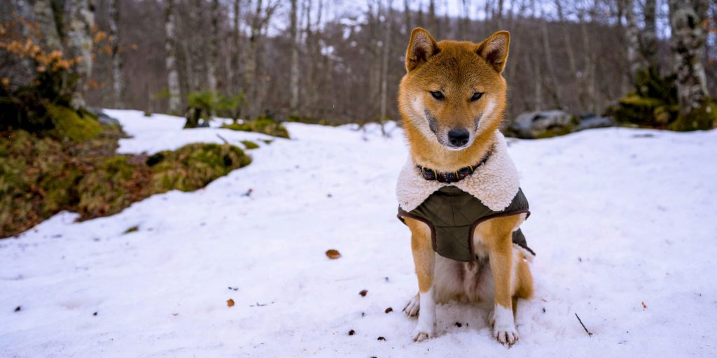 Keeping Dogs Safe in Cold Weather