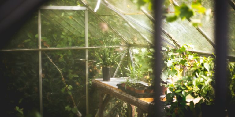 Guide to using polytunnels in spring