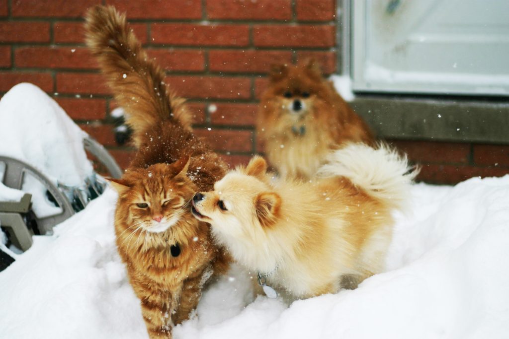 How to Keep Pets Safe in Cold Weather 2