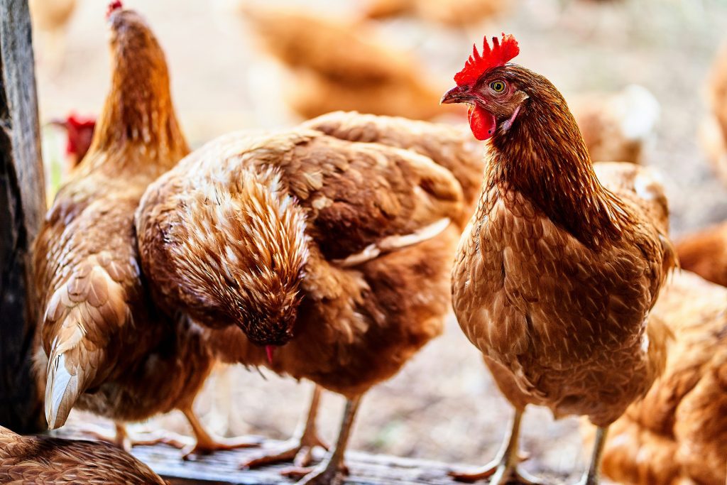 Guide to keeping chickens in summer​