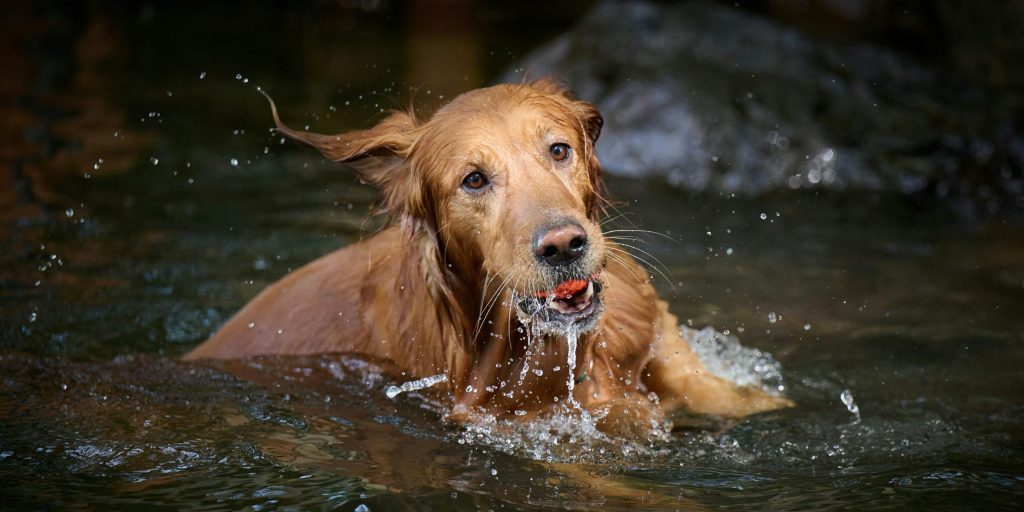 Guide to managing animals in hot weather