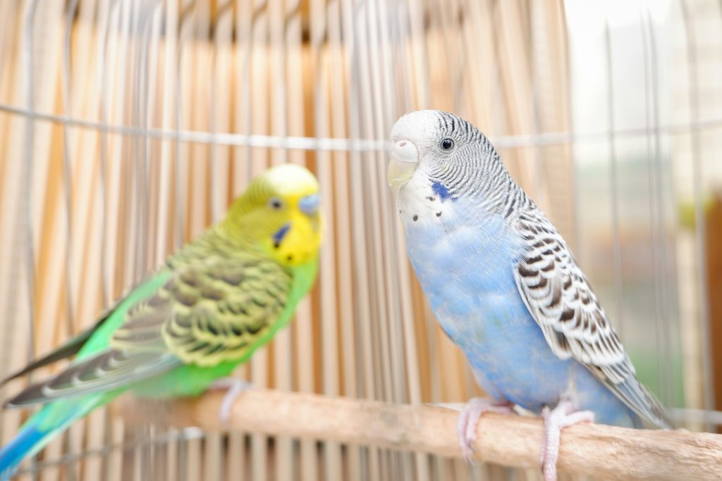 Guide to Keeping Pet Birds