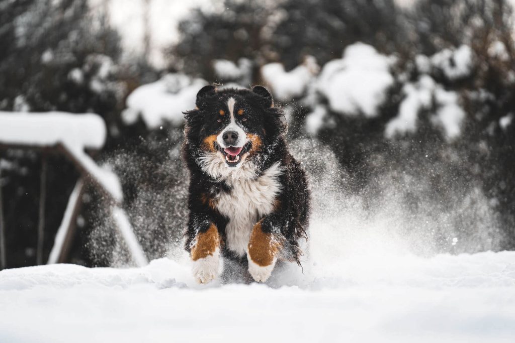 Dog Runs Winter