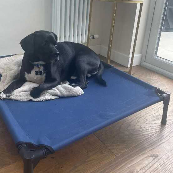 Raised Pet Bed Cot Photo