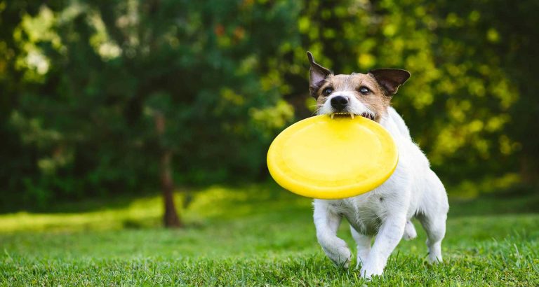 The Importance of Pet Exercise - Happy Pets, Happy Life!