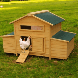 The-Hen-Den-Chicken-Coop-–-8-12-Birds-–-Natural-Wood