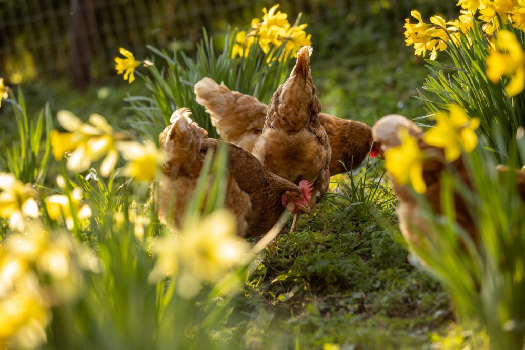 An Introduction to Keeping Chickens in Ireland