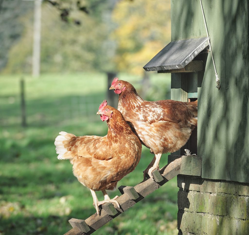 An Introduction to Keeping Chickens in Ireland