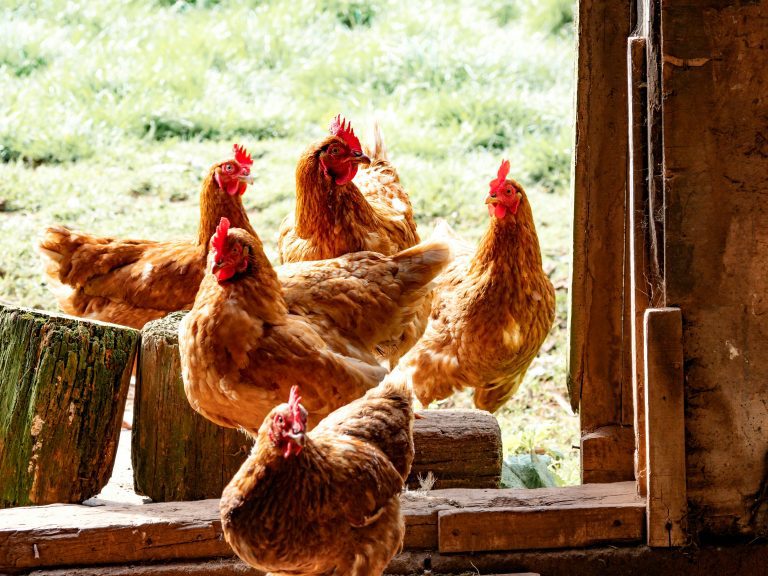 How to Set Up a Chicken Coop in a Small Irish Garden